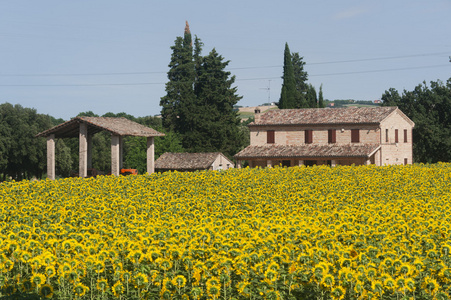  意大利   在夏天用向日葵，山水农场