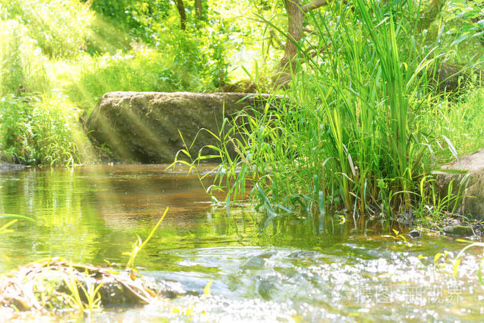 在热带森林中的小溪.环境阳光景观