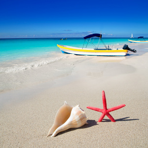 沙滩海星和白色的沙滩上的贝壳