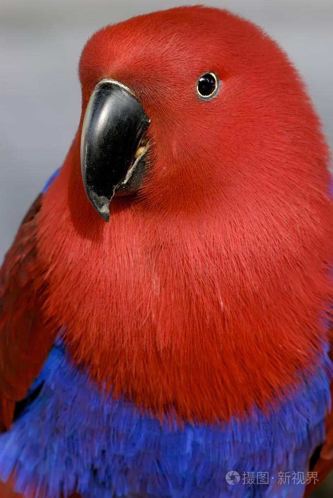 红鹦鹉的特写
