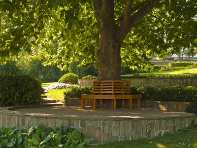 在 platan 的树荫下的长椅照片