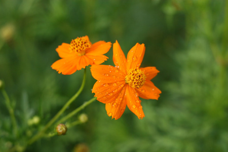 黄色雏菊