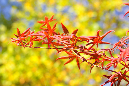 用红色和橙色叶子秋天的枫叶图片