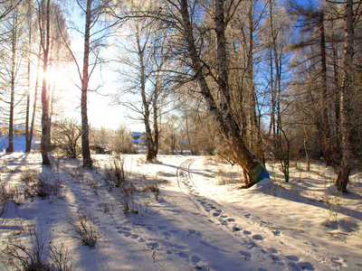 冬季景观与雪道和在森林中的树木