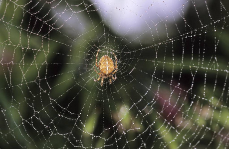 欧洲花园蜘蛛, 蛛丝 diadematus 在网与露水下落