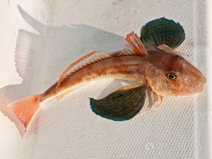 红色的鱼照片-正版商用图片03ttsr-摄图新视界