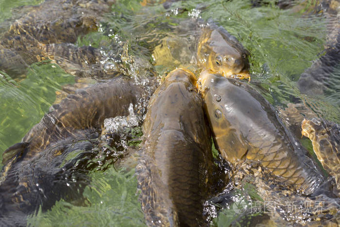 野生鲤鱼在清澈的池塘水中进食喂养