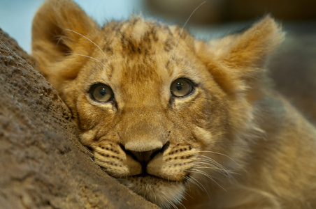 伤心的小狮子照片