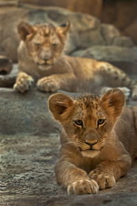 狮子的兄弟姐妹
