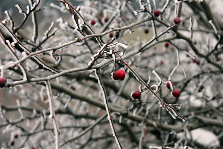 雪覆盖着的红山楂浆果