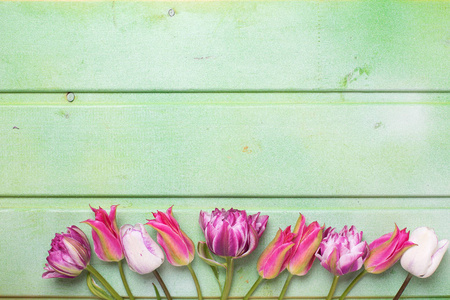一排明亮的粉红色春天郁金香在绿色的木制背景。选择性焦点。文本位置