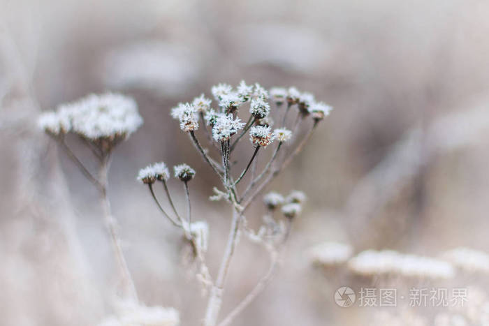 冰雪覆盖的植物