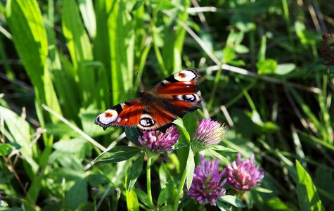 过的贝母属的植物或纹蛱蝶帕菲亚印度的贝母属的植物蝴蝶向一宇宙花24