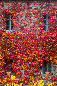 秋天红叶攀登多存储建筑 fasade, 省去了 wi