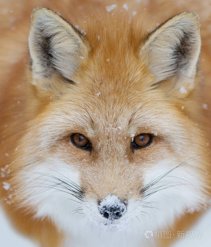 红色狐狸 (狐狸狐狸) 特写在阿冈昆公园在冬天在加拿大照片-正版商用