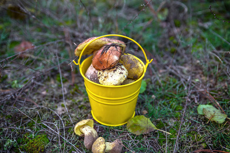 鲜野蘑菇在黄色桶