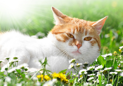 在草里的猫