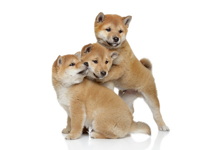 shiba inu 小狗玩