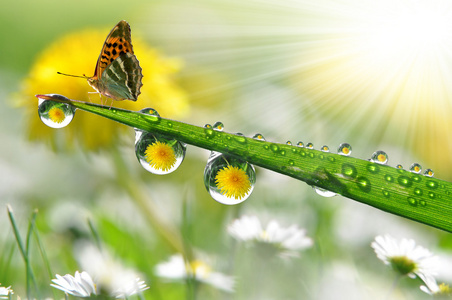 露水和蝴蝶照片