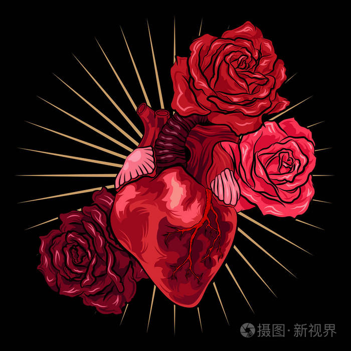 人的心脏与红色玫瑰在黑背景矢量说明