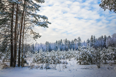 树木覆盖雪在冬季森林