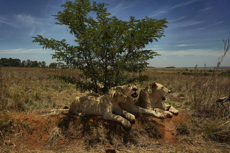 群狮子树荫下的狮子群照片