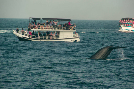 海洋探险：迁徙的鲸鱼与巨大的海景