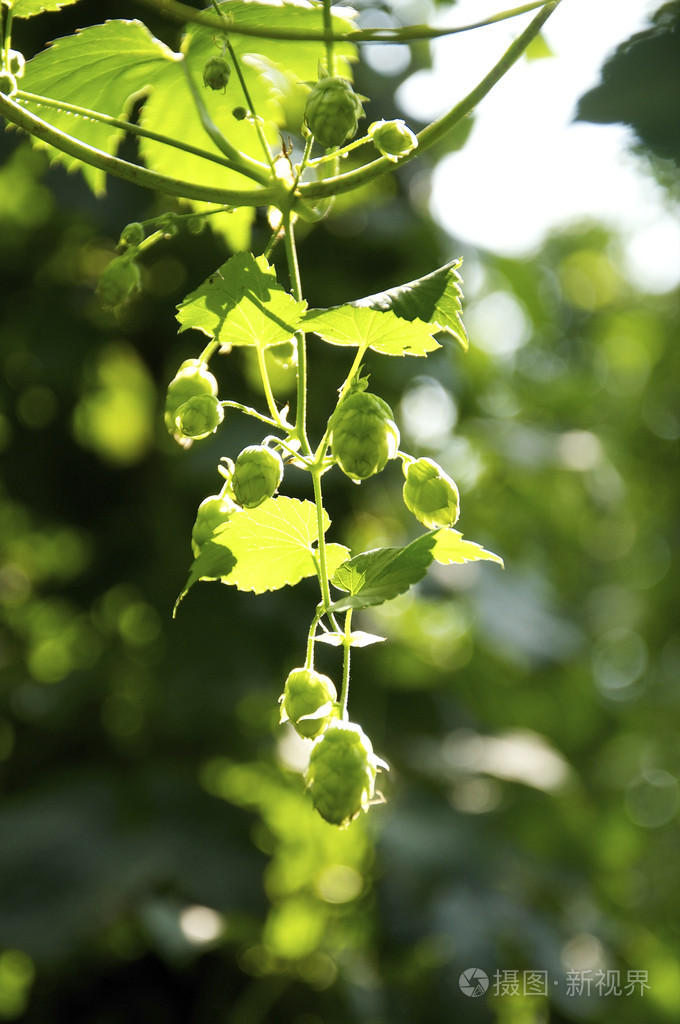 啤酒花植物