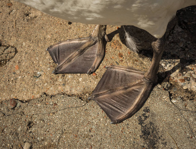 鹅爪子俄罗斯加里宁格勒地区 baltiysk 的一只白天鹅的爪子照片