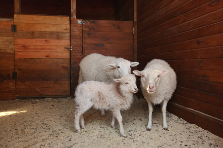 母亲品种的羊图片