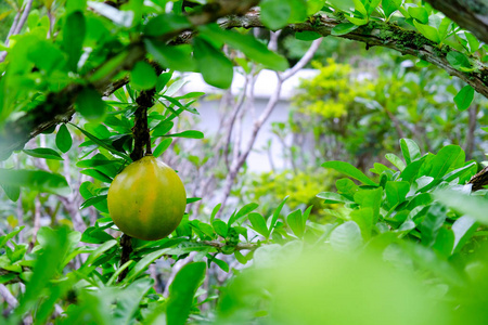 在公园里，泰国的葫芦树上的新鲜 Crescentia cujete