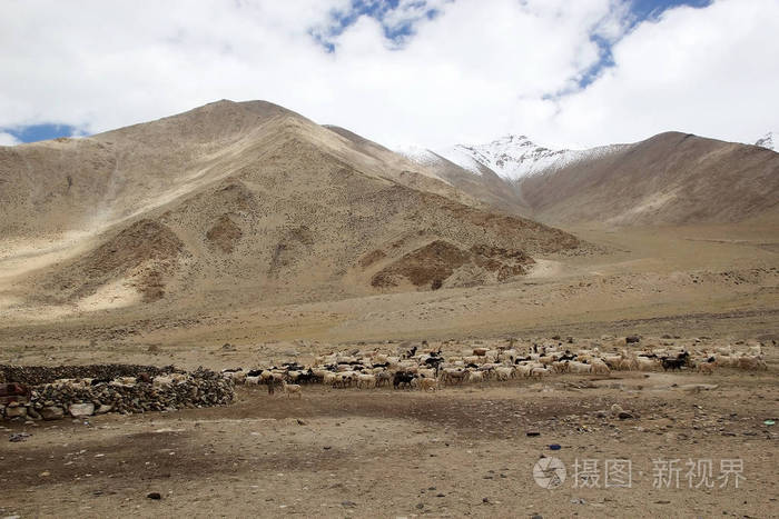 在拉达克，印度羊绒山羊