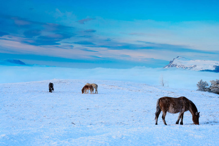 山里的马在雪地里寻找食物