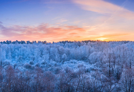 冬日的风景在阳光明媚的清晨, 在蓝天下的森林里, 冰冷的树木照片