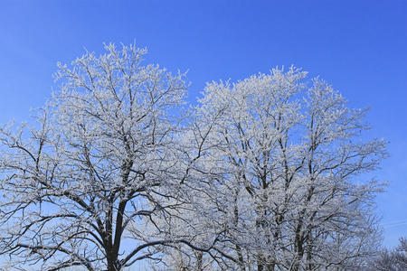 霜冬天树