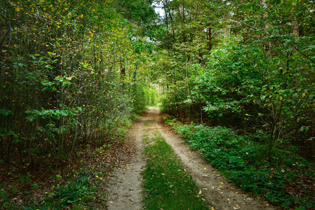 初秋落叶林中的道路