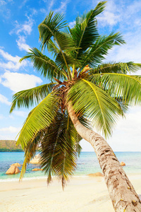 唯一棕榈树在白色沙子海滩和塞舌尔的海看法