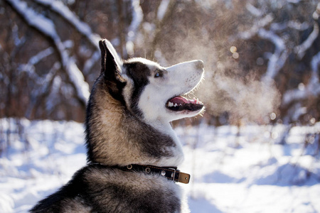 美丽的哈士奇犬在冬季森林