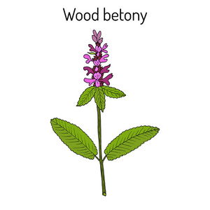 药用植物地 betony 木