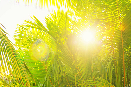 阳光透过棕榈树的绿叶, 热带的夏天