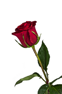 一朵玫瑰之花照片