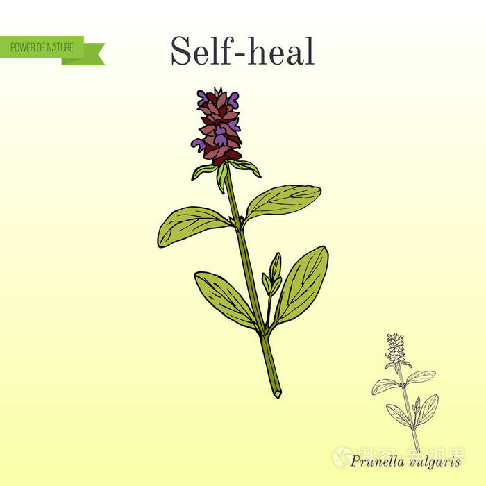 夏枯草夏枯草寻常型或allheal药用植物