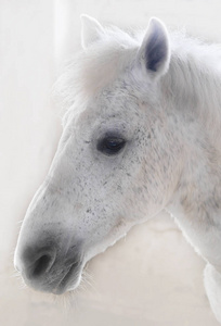 白马的枪口模糊背景下的白马头侧面图照片
