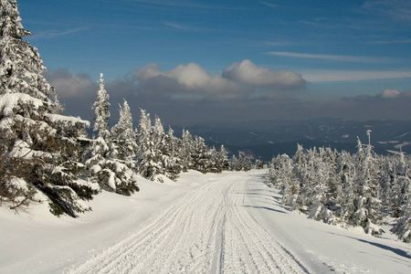 冬天山风景。云杉林中的雪路