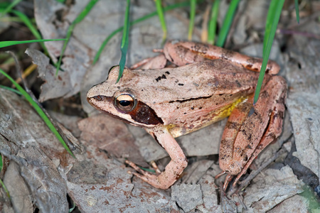 林蛙 dalmatina照片