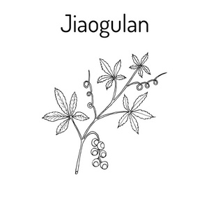 绞股蓝图片-绞股蓝素材-绞股蓝插画-摄图新视界