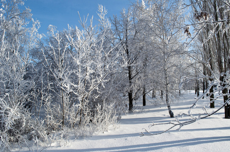 冬季公园在雪中