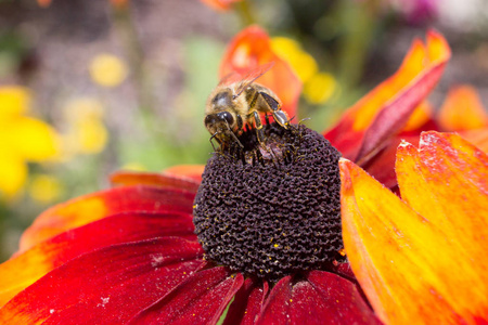 花上的一只粗糙的蜜蜂11