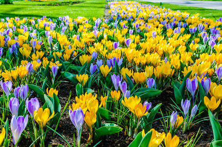 荷兰库肯霍夫花园中的紫色和黄色郁金香