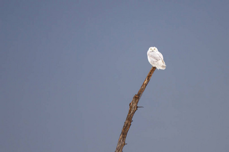雪鸮 (腹 scandiacus) 栖息在树上狩猎在冬季照片